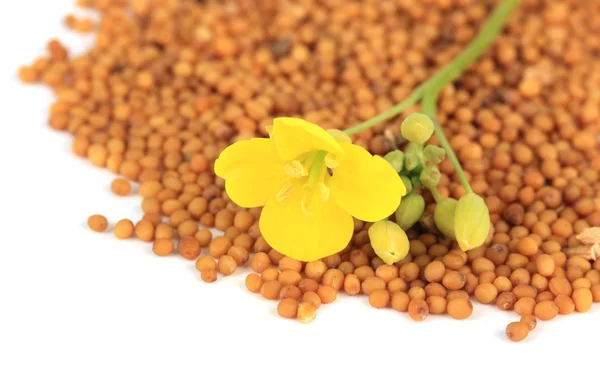 Sementes de mostarda com flor de mostarda isolada em branco — Fotografia de Stock