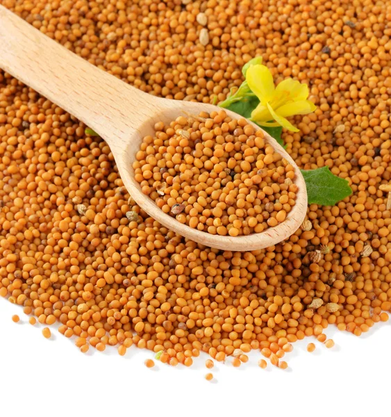 Mustard seeds with mustard flower isolated on white — Stock Photo, Image