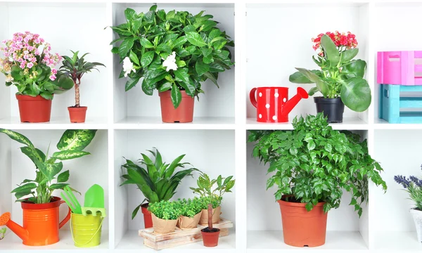 Beautiful flowers in pots on white shelves close-up — Stock Photo, Image