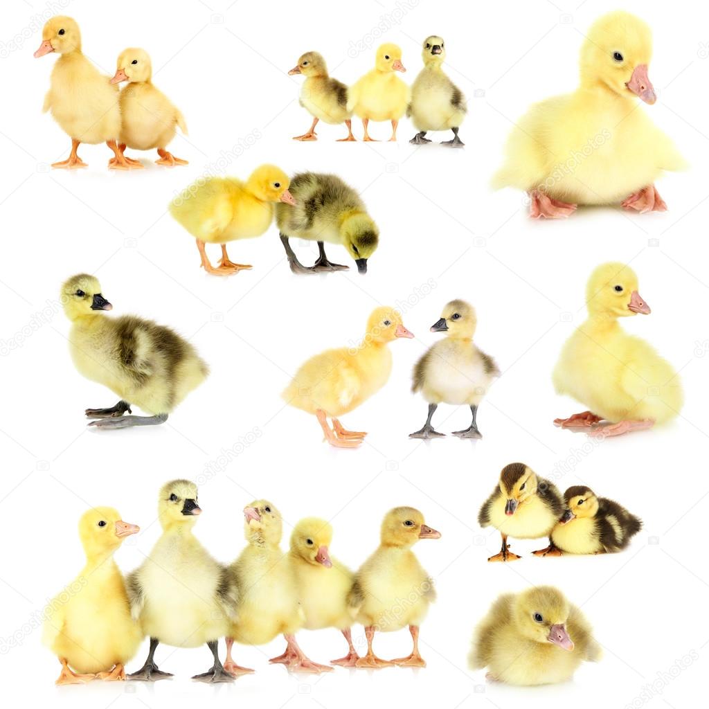 Collage of different little ducklings