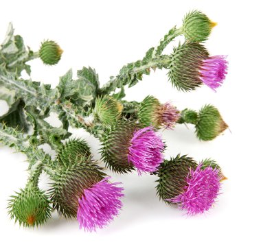 thistle çiçek üzerinde beyaz izole