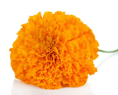 Marigold flower isolated on white clipart