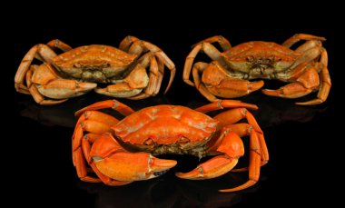 haşlama yengeç siyah izole