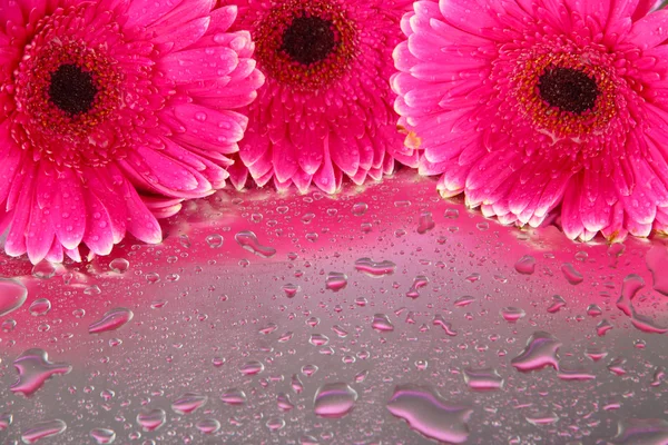 Beautiful pink gerbera flowers, close up — Stock Photo, Image