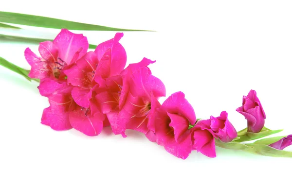 Beautiful gladiolus flower isolated on white — Stock Photo, Image