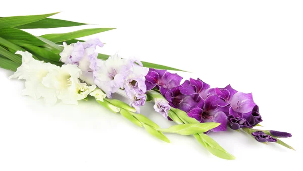 Schöne Gladiolenblüte isoliert auf weiß — Stockfoto