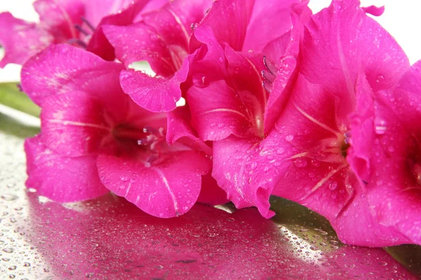 Schöne Gladiolenblüte aus nächster Nähe — Stockfoto