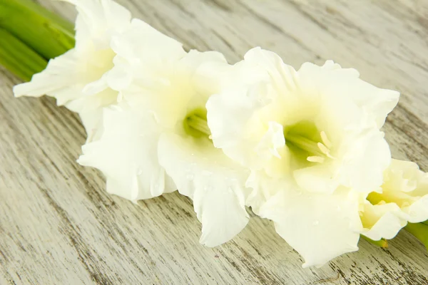 Hermosa flor de gladiolo sobre fondo de madera — Foto de Stock