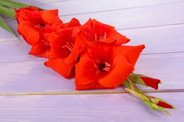 Vackra gladiolus blomma på trä bakgrund — Stockfoto