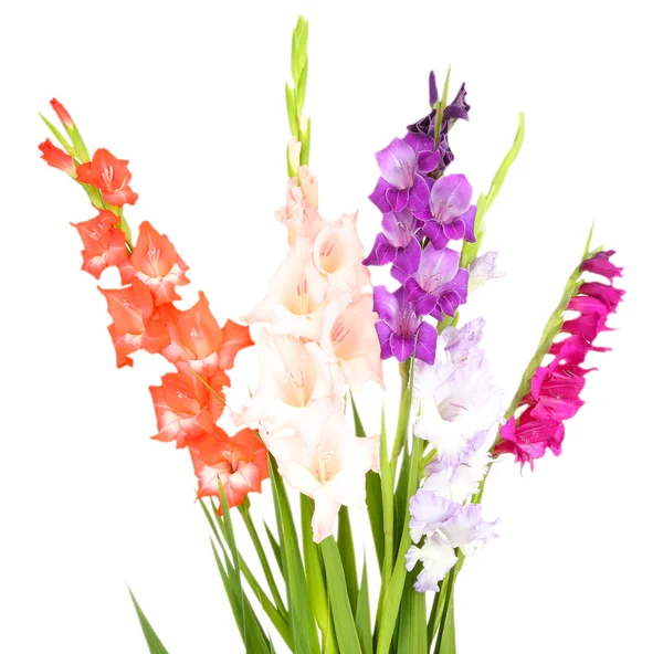 Vackra gladiolus blomma isolerad på vit — Stockfoto