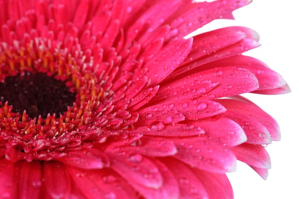 Belle fleur de gerbera rose isolée sur blanc Images De Stock Libres De Droits