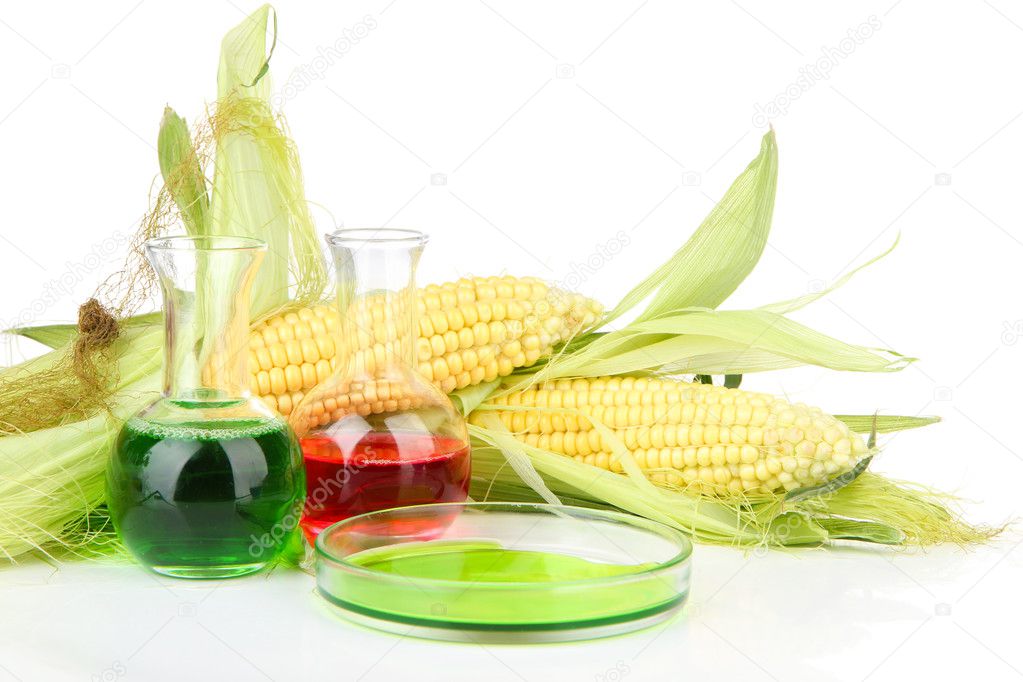 Conceptual photo of bio fuel from corn. Isolated on white