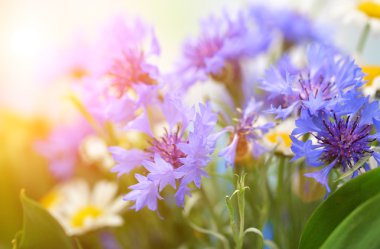 güzel Peygamber ve chamomiles