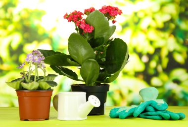 Tencere doğal zemin üzerine ahşap masa üzerine güzel çiçekler