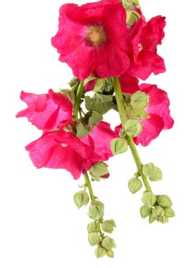 pembe ebegümeci çiçekler, üzerinde beyaz izole