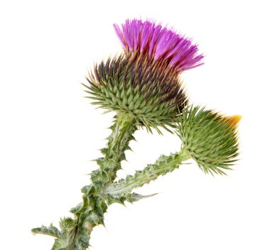 thistle çiçek üzerinde beyaz izole