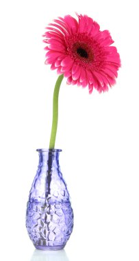 güzel pembe gerbera çiçek Vazoda beyaz izole