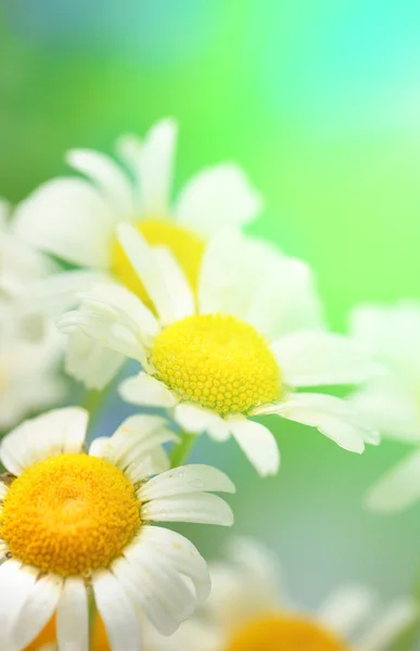 Beautiful wild camomiles, outdoors — Stock Photo, Image