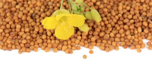Semillas de mostaza con flor de mostaza aislada en blanco —  Fotos de Stock