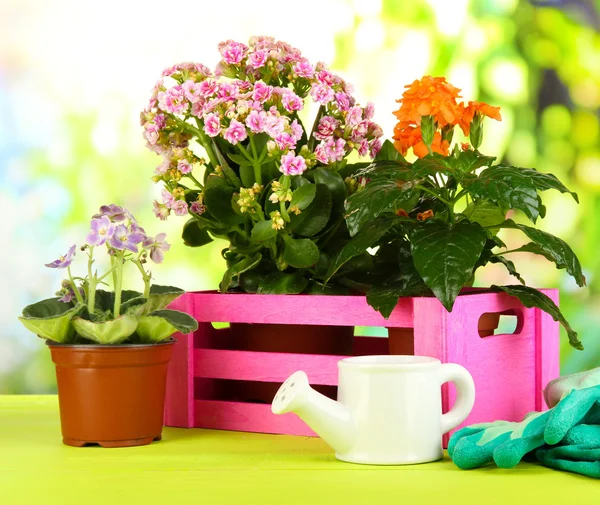 Schöne Blumen in Töpfen auf Holztisch vor natürlichem Hintergrund — Stockfoto