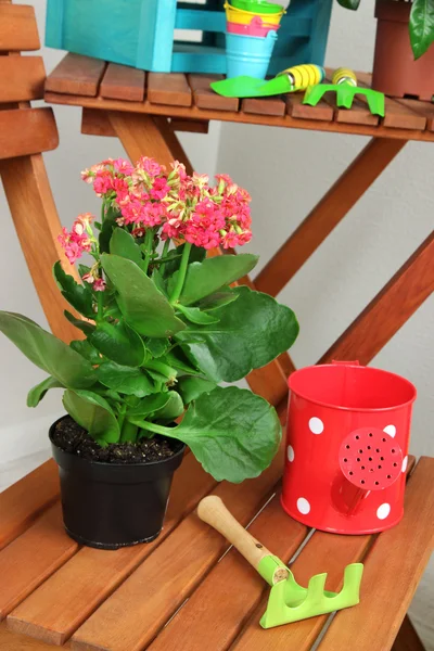 Veel mooie bloemen in potten in kamer close-up — Stockfoto