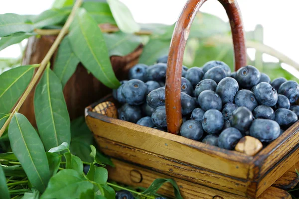 Blueberries in wooden basket on grass on nature background — Stock Photo, Image