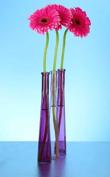 Beautiful pink gerbera flowers in vases on blue background — Stock Photo, Image