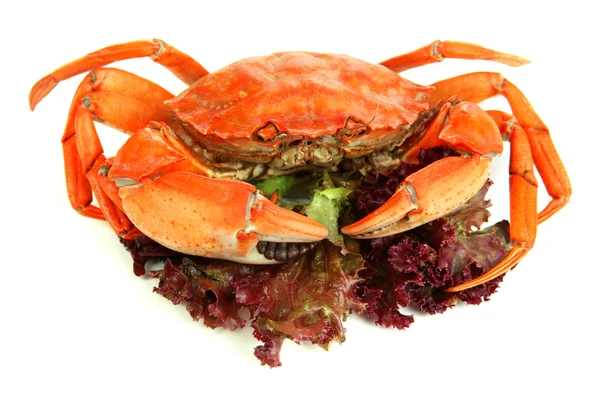Boiled crab isolated on white — Stock Photo, Image