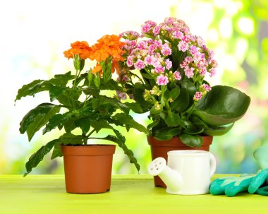 Tencere doğal zemin üzerine ahşap masa üzerine güzel çiçekler