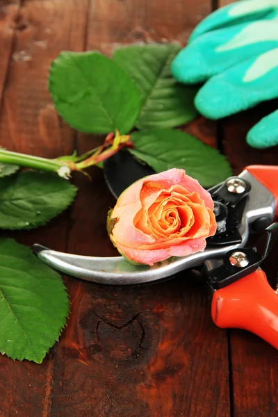 Zahradní zahradnické nůžky a rose na dřevěný stůl detail — Stock fotografie
