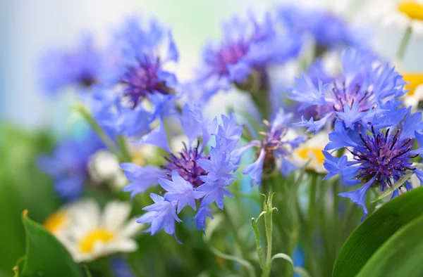 Gyönyörű Búzavirág és a chamomiles — Stock Fotó