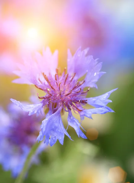 Schöne Kornblume, im Freien — Stockfoto