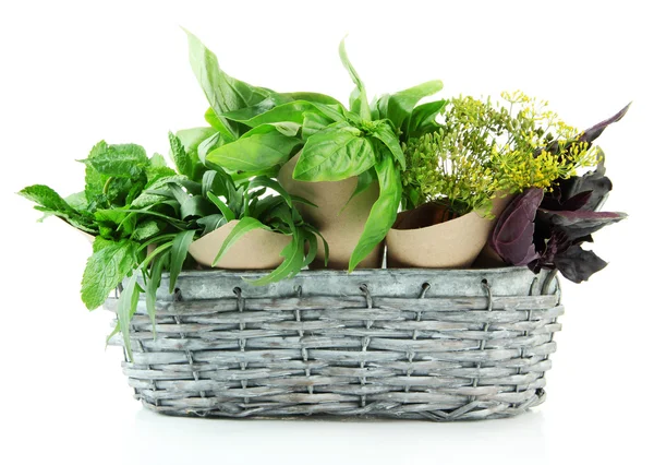 Fresh herbs in basket, isolated on white — Stock Photo, Image