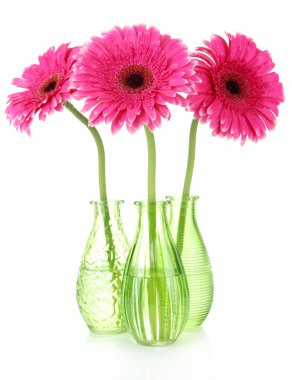 güzel pembe gerbera çiçekleri beyaz izole vazolar