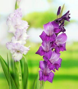 güzel Glayöl çiçek parlak zemin üzerine