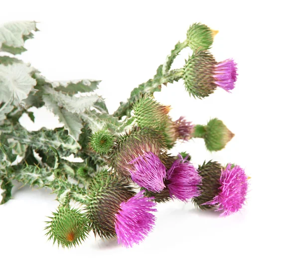 Thistle bloemen geïsoleerd op wit — Stockfoto