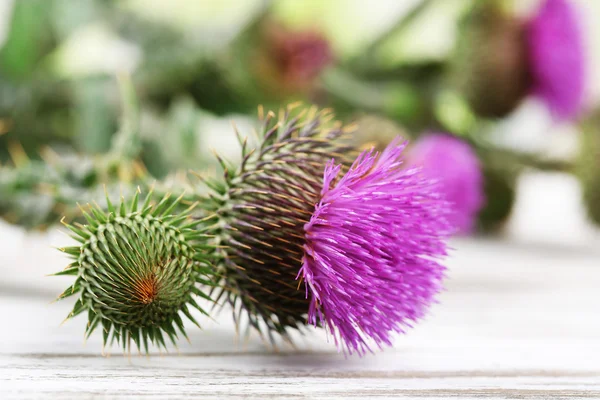 Thistle flowers on nature background — Stock Photo, Image