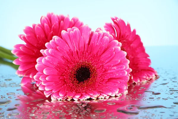 Beautiful pink gerbera flowers, close up — Stock Photo, Image