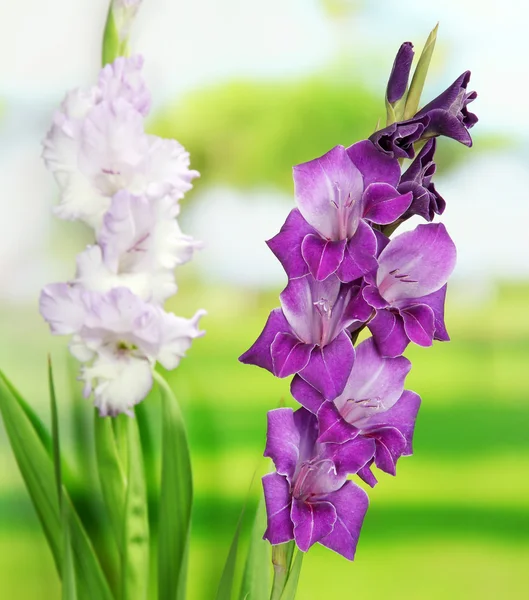 Hermosa flor de gladiolo sobre fondo brillante — Foto de Stock