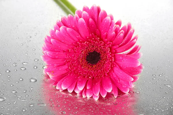 Krásná růžová gerbera květina, zblízka — Stock fotografie