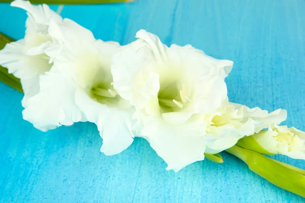 Bellissimo fiore gladiolo su sfondo di legno — Foto Stock