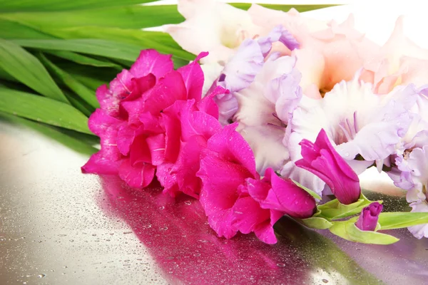 Красивый цветок гладиолуса — стоковое фото