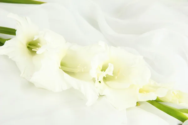 Vackra gladiolus blomma på vitt tyg bakgrund — Stockfoto