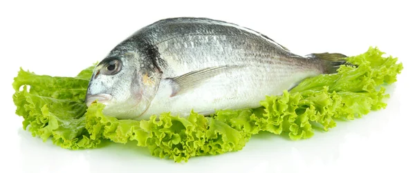 Dorado fish isolated on white — Stock Photo, Image