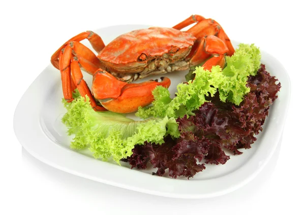 Boiled crab on white plate, isolated on white — Stock Photo, Image