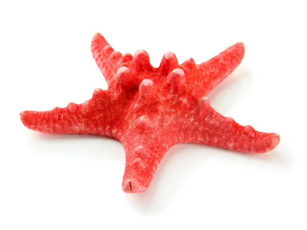 Starfish isolated on white — Stock Photo, Image