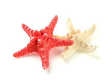 beyaz üzerinde izole denizyıldızı