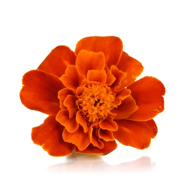 Marigold flower isolated on white — Stock Photo, Image