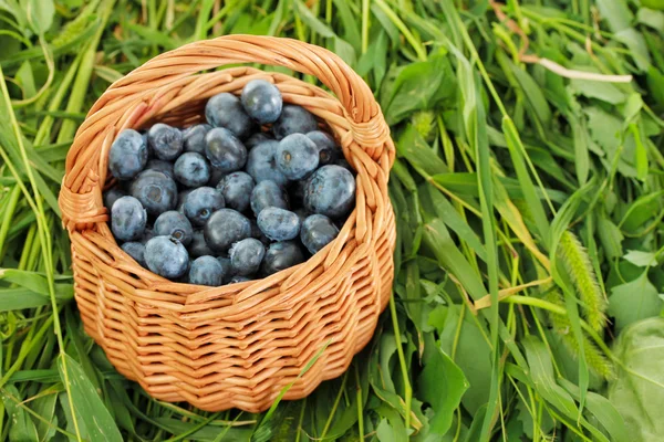 Blueberries in wooden basket on grass — Stock Photo, Image