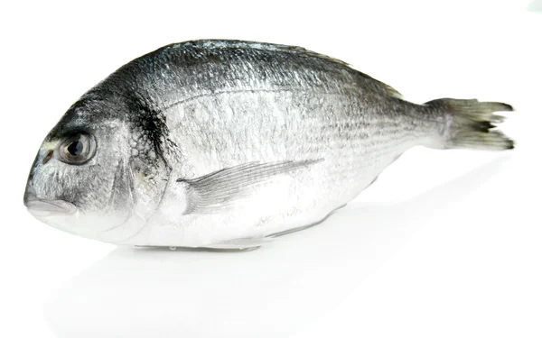 Dorado pescado aislado en blanco — Foto de Stock